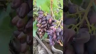 Чьих будешь., красавец?