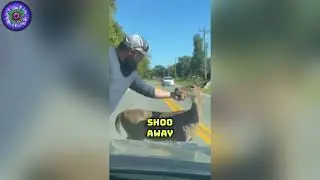 Deer Asks For HELP