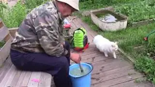 Обрабатываем ХОРУСом яблони.