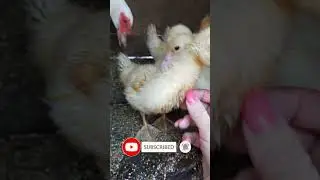 Утята