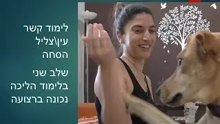 אילוף כלבים חיובי: איך ללמד את הכלב ללכת יפה ברצועה-חלק ב