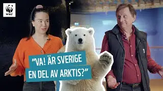 Iskalla Arktis | Julia, djuren & WWF