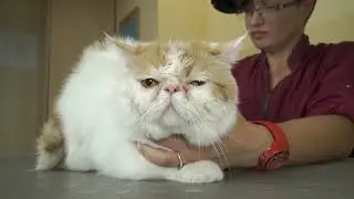 Груминг Котов, мастер класс, Grooming Cats