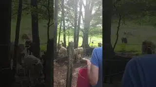 Cows love Jazz - Part 1