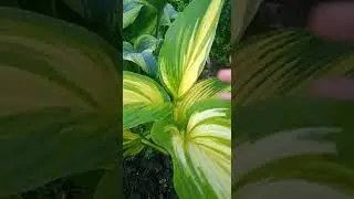 Хоста Ферст Лав