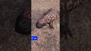 El monstruo de Gila