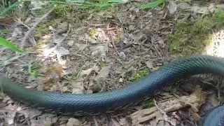 Adult Bullitt County KY eastern black kingsnake - 22 August 2024