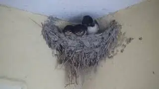 NIDO DI RONDINI IN UN CAMPEGGIO