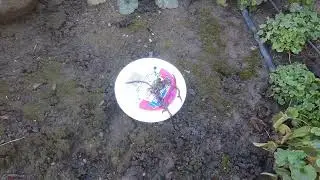 1/11/2024  Timelapse Earthworms