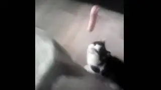 Дрессирую своего кота