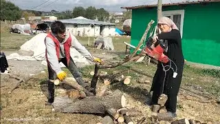 Kış doğmadan odun doğar
