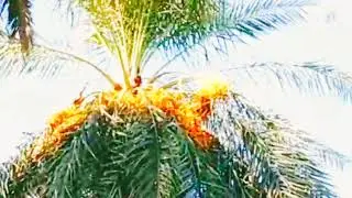 Relaxing sleep sounds _Birds songs -Birds chirping -Natural Sounds Clips