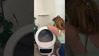 I gave my 3 cats a 