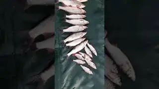 НА РЫБАЛКЕ. #Shorts #Рыбалка
