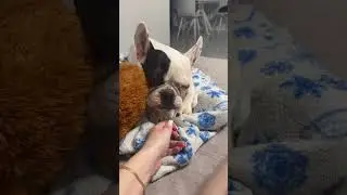 Жизнь в кайф🐾