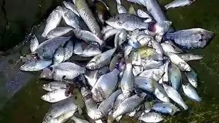 BERBURU IKAN PAKAI ALAT SEDERHANA