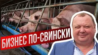 Незаконная свиноферма отравляет жизнь нескольким селам Липецкого района.