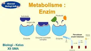 Metabolism part 1 - Enzymes - Biology class 12 SMA