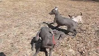 Ксолоитцкуинтли стандарт.В продаже.