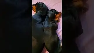 Мои собачки)))😍😍😍 Так хорошо ладили, а теперь живут в разных комнатах(((