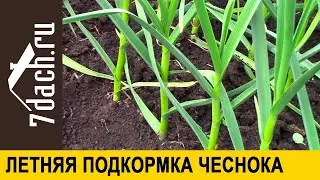 Летняя подкормка чеснока - 7 дач