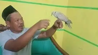 Burung Puter Lokal