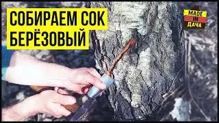Вот так я собираю БЕРЕЗОВЫЙ СОК, простой и безвредный способ!
