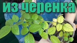 Пересадка розы