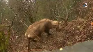 Un bouquetin s'installe au village, aux Houches en Haute-Savoie