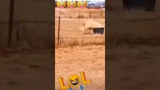 Яхай баля
