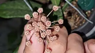 Fases do Desenvolvimento da Hoya micrantha