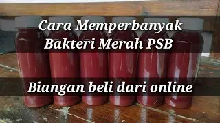 CARA MEMPERBANYAK BAKTERI MERAH PSB BIANGAN BELI DARI ONLINE