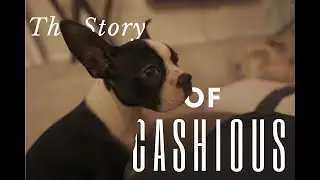 The Story Of Cashious | New Pup Of The Home | Boston Terrier