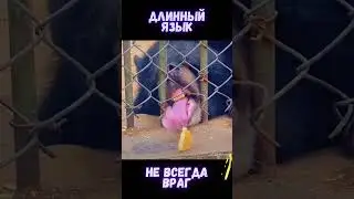 ГОЛОДНЫЙ МИШКА ЧЕЛОВЕКУ НЕ ТОВАРИЩ / #shorts