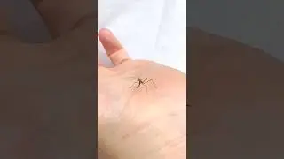 ミツバチの撮影してたらカマキリの赤ちゃんを発見！私は京都の週末養蜂家！ #Shorts