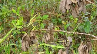 Northern Mouse-Colored Tyrannulet (Nesotriccus incomtus incomtus), French Guiana