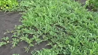 Как я формирую арбузы в открытом грунте