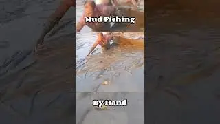 "Who caught fish in the mud?" #fish #fishing #rurallife #handfishing #villagelife #viral #reels