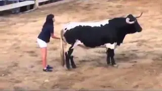 Приколы. Ласками усмирила быка.