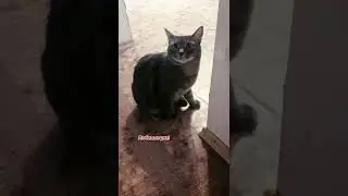 СМЕШНЫЕ КОТИКИ. КОТ МИХАЛЫЧ ПЕСНЯ ПРО КАКАНДРЫ. ЮМОР ПРОТИВ РАКА МОЗГА 