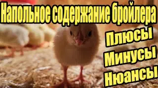Floor keeping of broilers. Pros, cons, nuances.