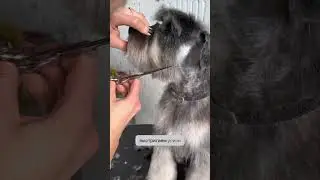 Miniature Schnauzer muzzle haircut. Don't forget to like and subscribe ❤️