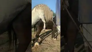 жеребец Першерон под покрытие 