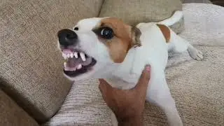 Angry jack russell terrier