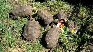 Tortoise buffet