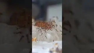 Macro Video Ant Colony 🐜