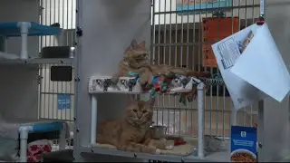 Pet Charity Inflation