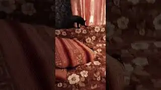черный кот 