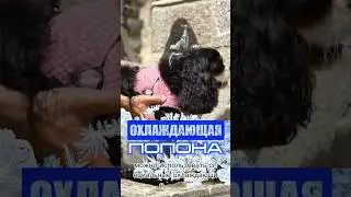 Мочить попону ледяной водой нельзя!Будьте осторожны, долгое  нахождение в ней может застудить собаку