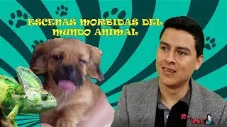 Escenas Morbidas del mundo Animal / Captadas infraganti por la cámara de Rome Studios